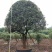 1520容器假植桂花袋苗自家苗圃基地直供