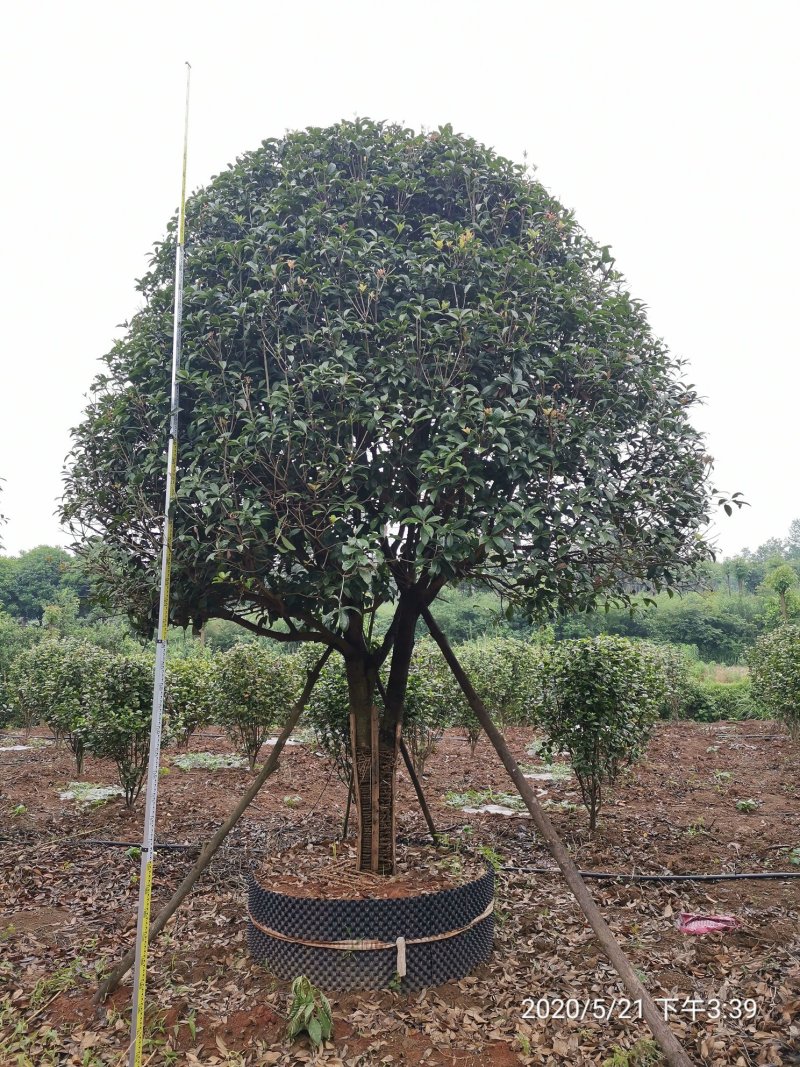 1520容器假植桂花袋苗自家苗圃基地直供