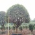 1520容器假植桂花袋苗自家苗圃基地直供