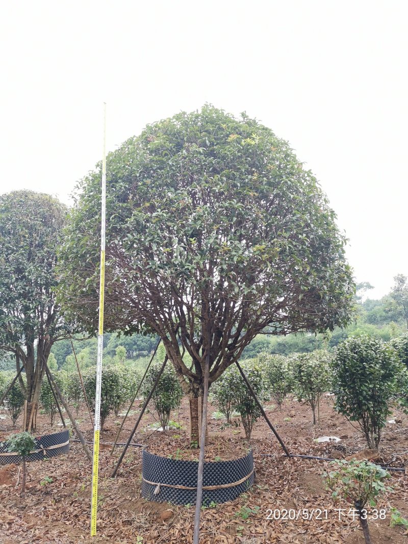 1520容器假植桂花袋苗自家苗圃基地直供