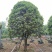 1520容器假植桂花袋苗自家苗圃基地直供