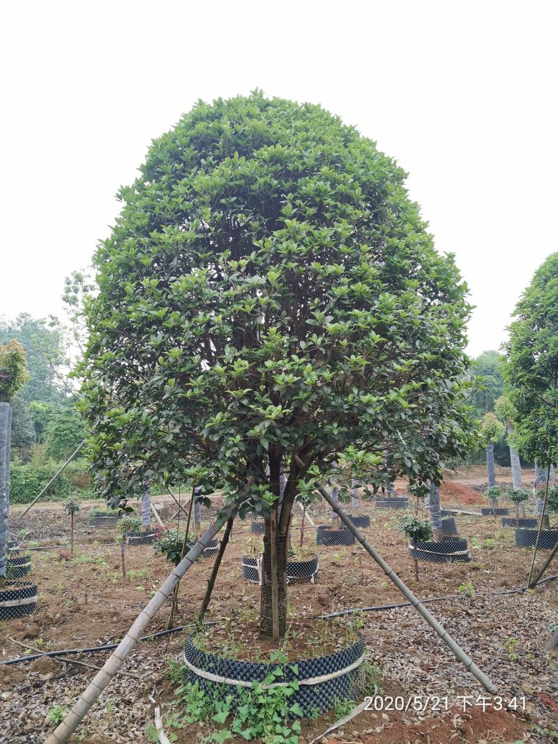 1520容器假植桂花袋苗自家苗圃基地直供
