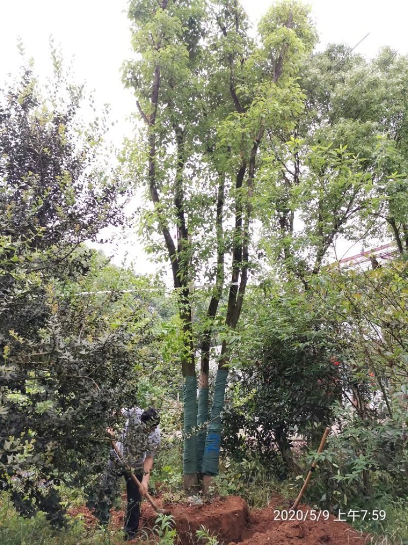 40-50-60公分丛生多杆容器骨架移植香樟袋苗