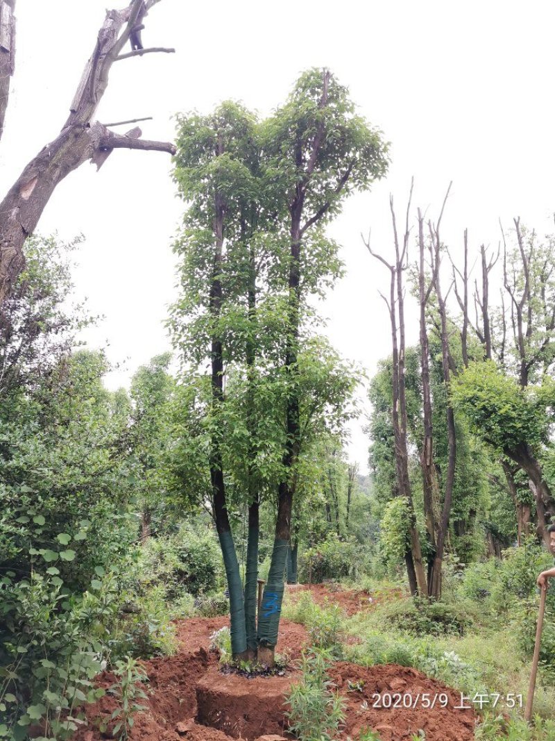40-50-60公分丛生多杆容器骨架移植香樟袋苗