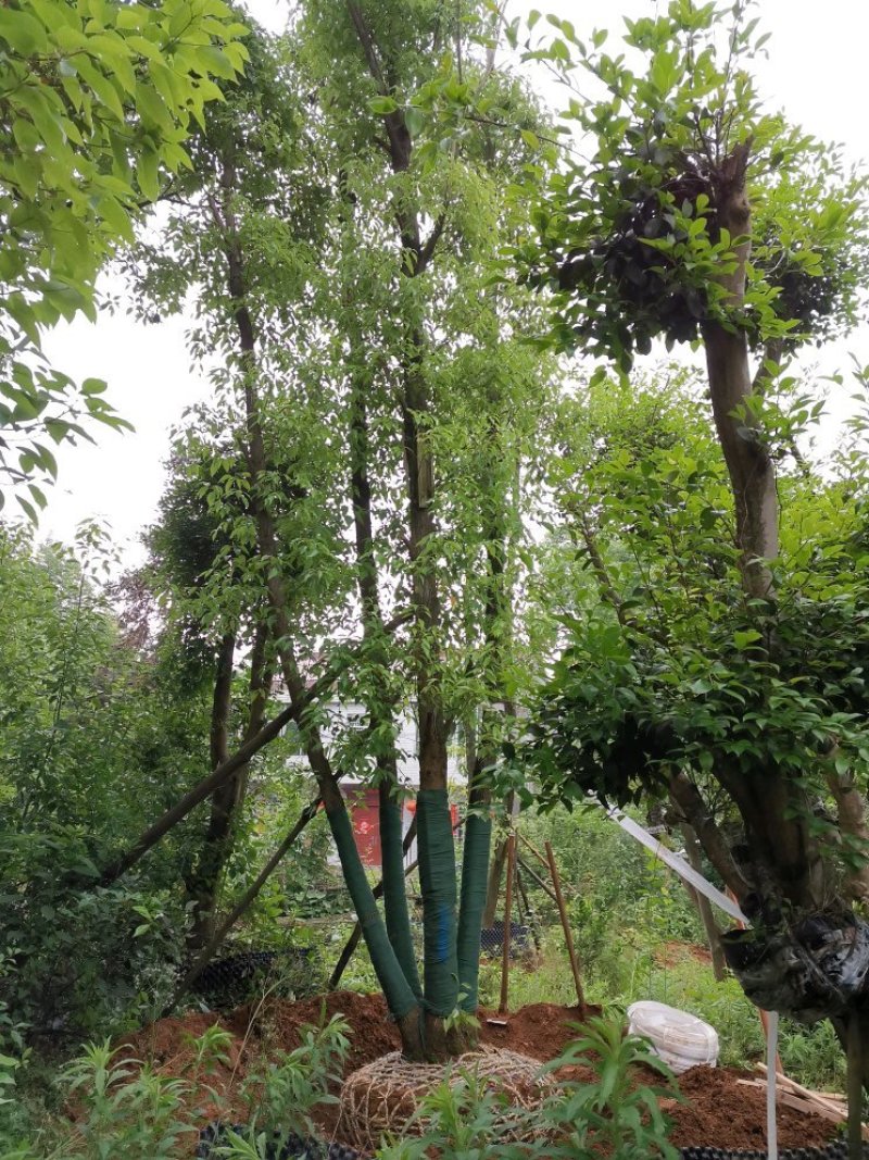 40-50-60公分丛生多杆容器骨架移植香樟袋苗