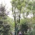 40-50-60公分丛生多杆容器骨架移植香樟袋苗