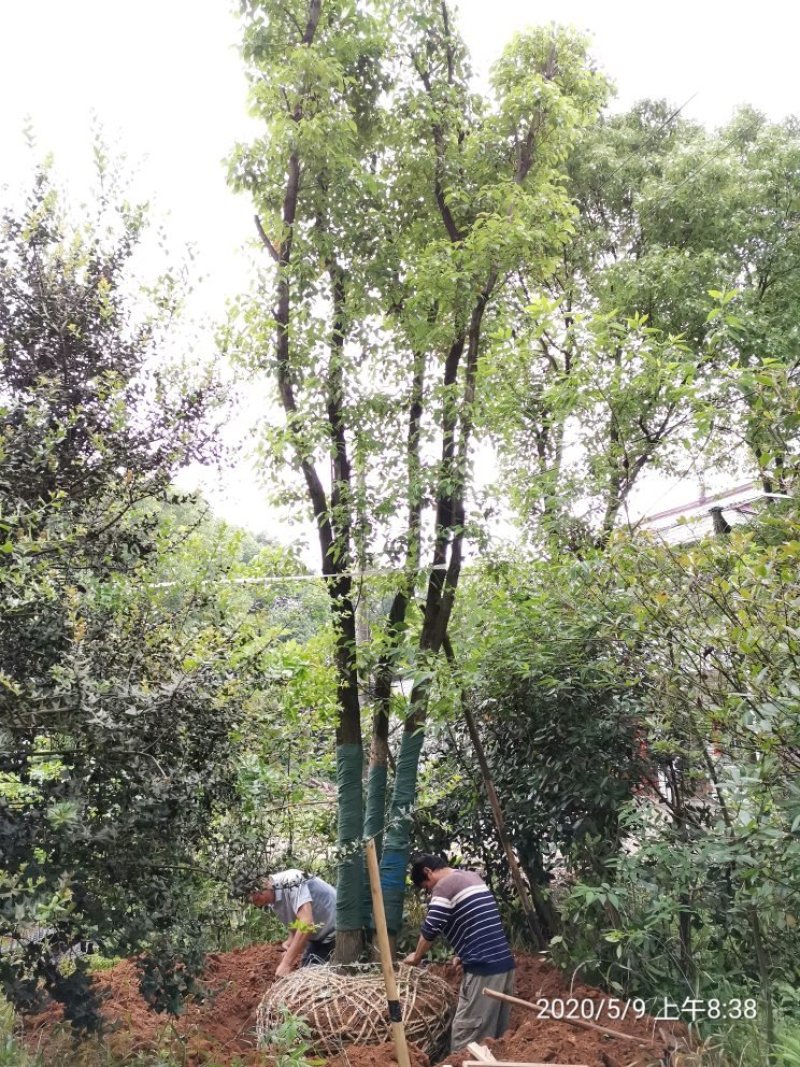 40-50-60公分丛生多杆容器骨架移植香樟袋苗