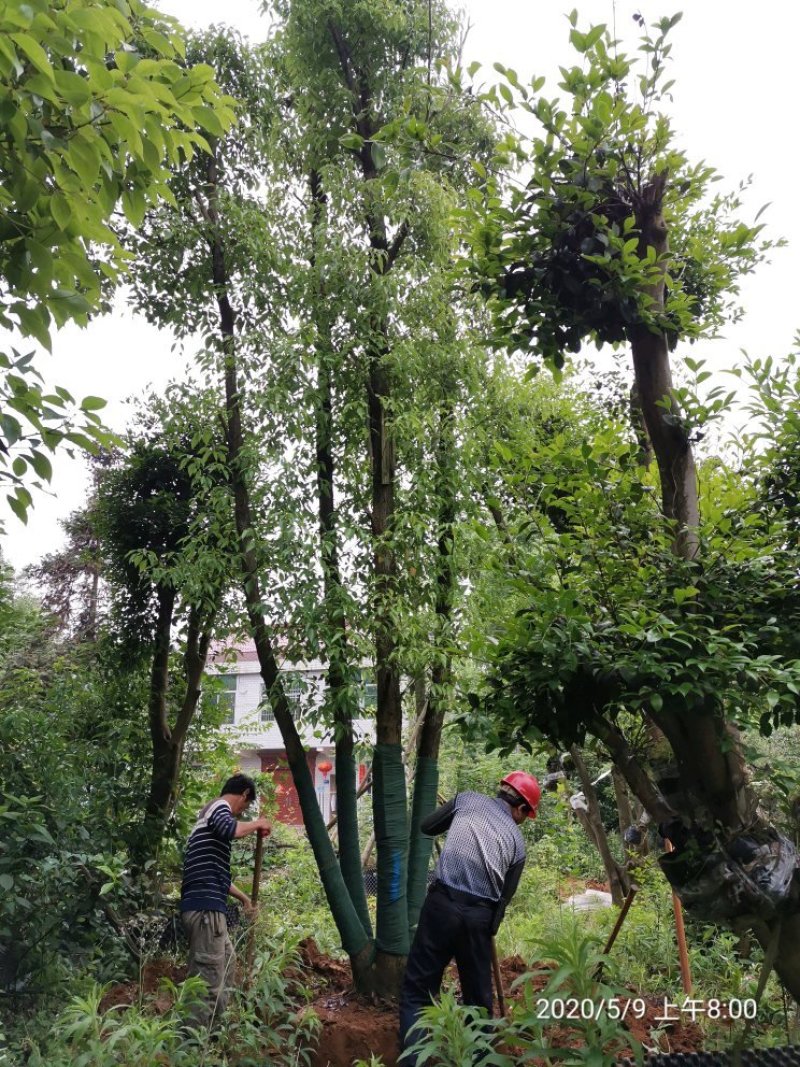 40-50-60公分丛生多杆容器骨架移植香樟袋苗