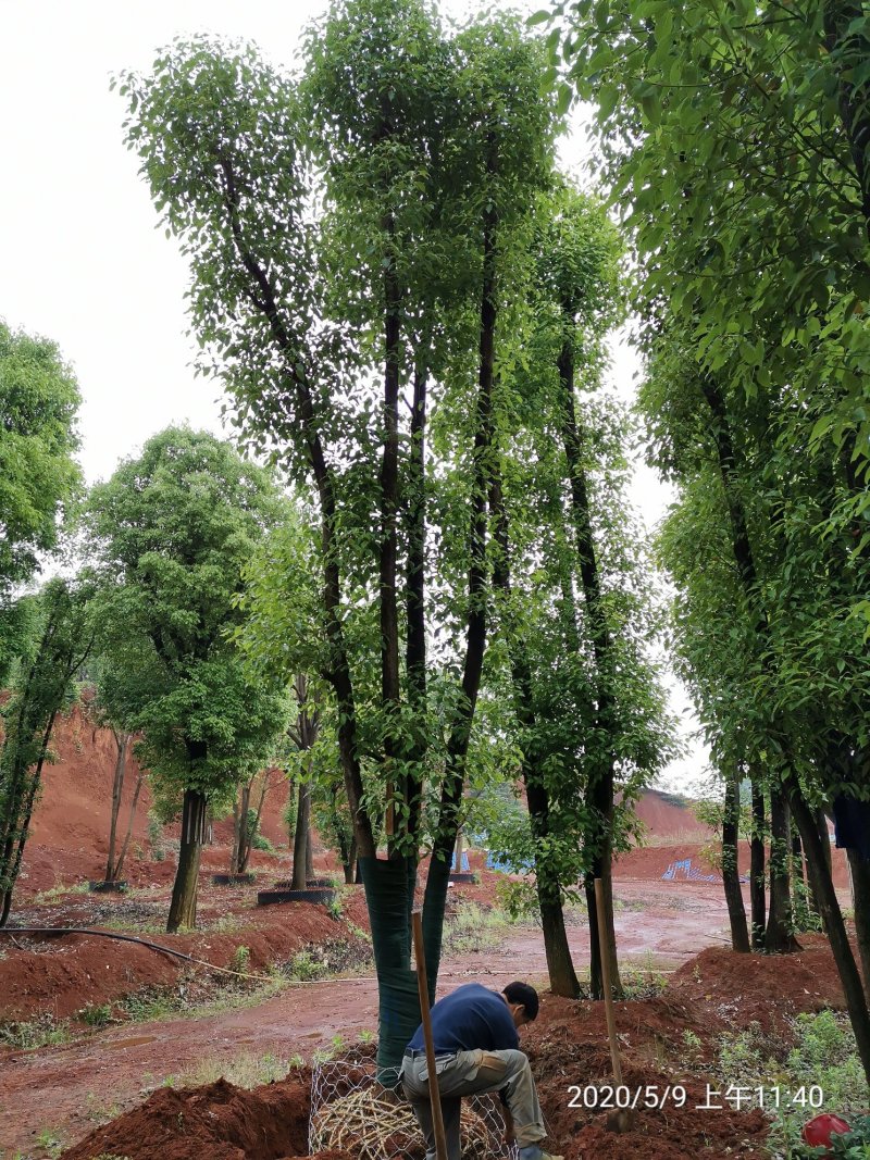 40-50-60公分丛生多杆容器骨架移植香樟袋苗