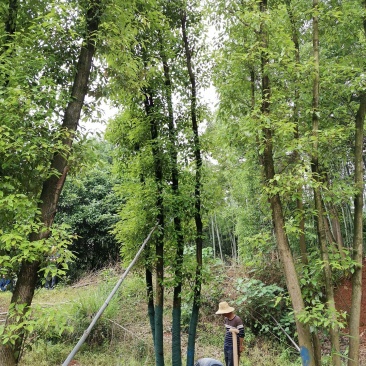 40-50-60公分丛生多杆容器骨架移植香樟袋苗