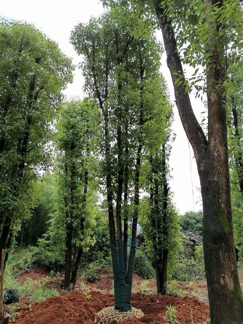 40-50-60公分丛生多杆容器骨架移植香樟袋苗