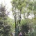 40-50-60公分丛生多杆容器骨架移植香樟袋苗