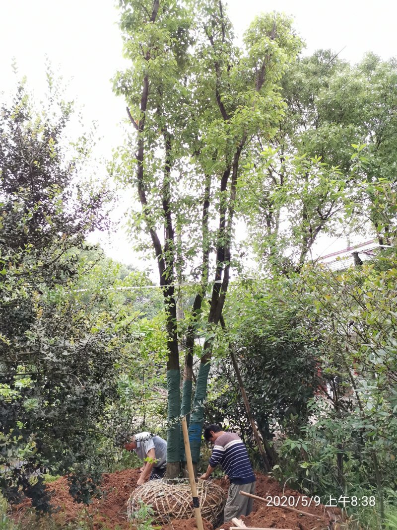 40-50-60公分丛生多杆容器骨架移植香樟袋苗