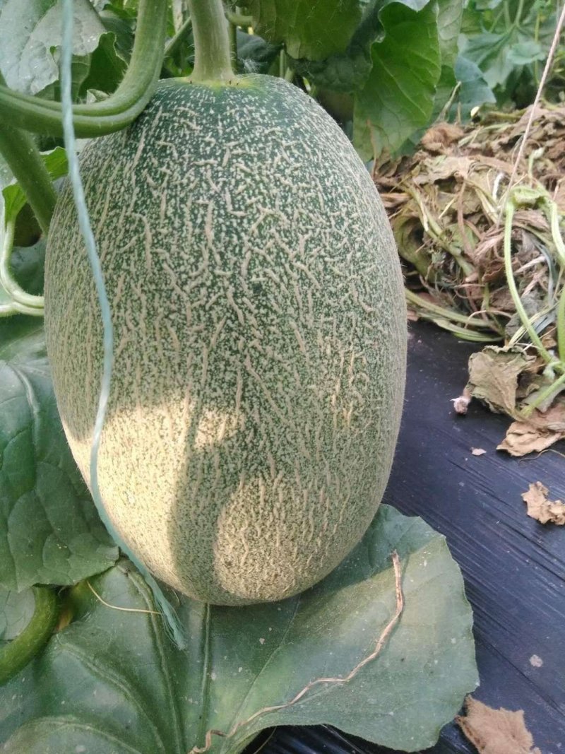 哈密瓜精品西州蜜小蜜25哈密瓜