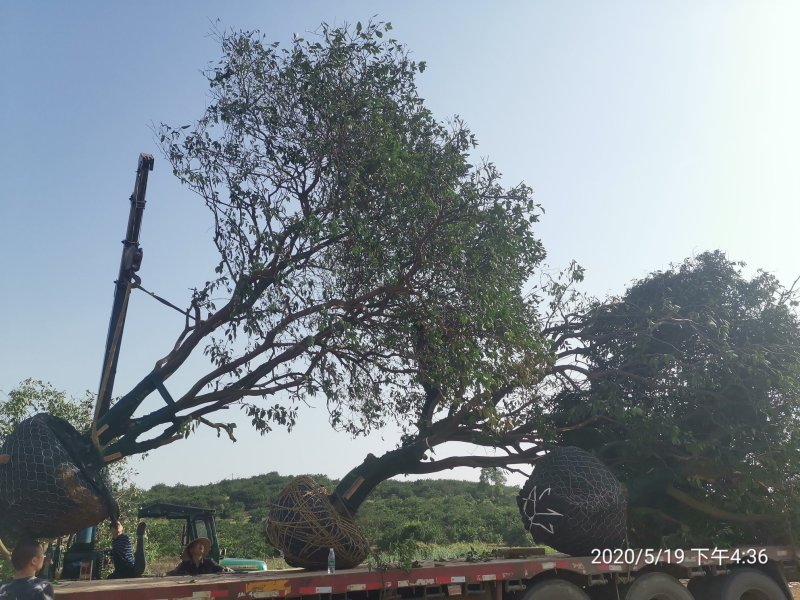 丛生香泡丛生香橼多杆香泡多杆香橼