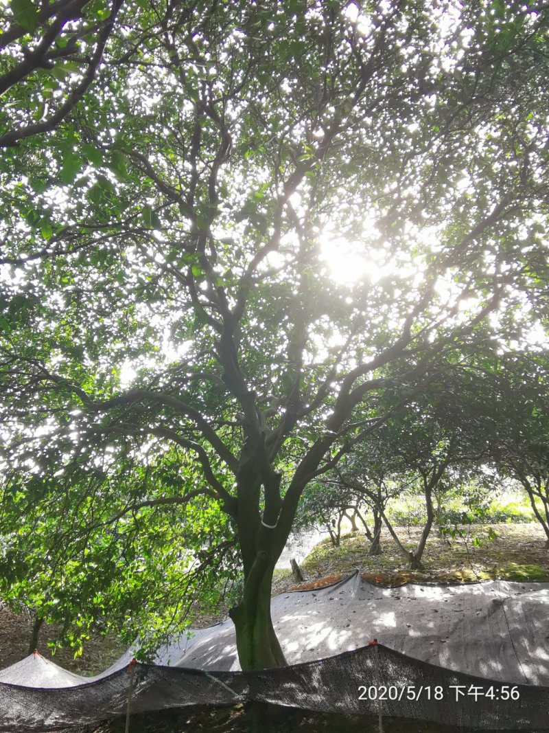 移栽原生袋苗丛生香泡丛生香橼移植原生袋苗均有