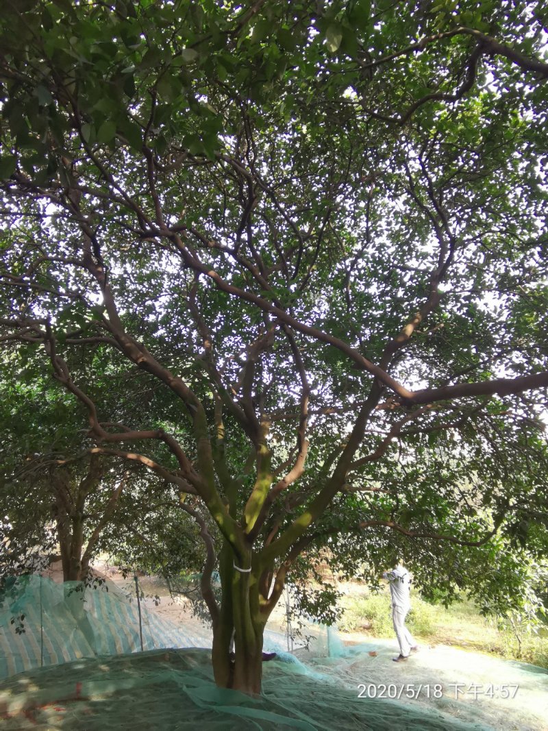 移栽原生袋苗丛生香泡丛生香橼移植原生袋苗均有