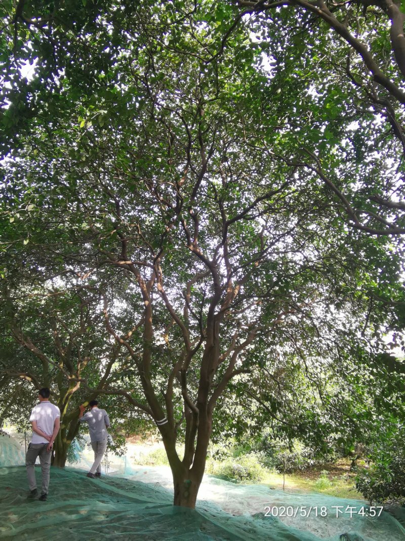 移栽原生袋苗丛生香泡丛生香橼移植原生袋苗均有