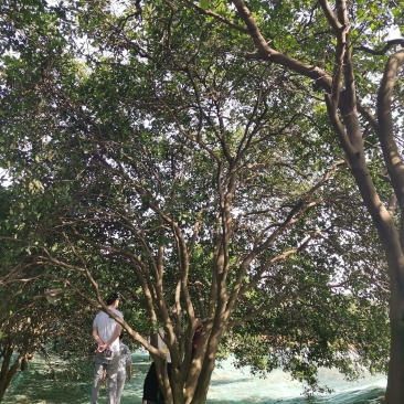 移栽原生丛生香泡丛生香橼多杆香泡多杆香橼