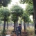 1520容器截杆发帽围苗香樟湖南益阳绿青苗木