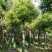 1520容器围苗截杆发帽香樟湖南益阳绿青苗木苗圃直供