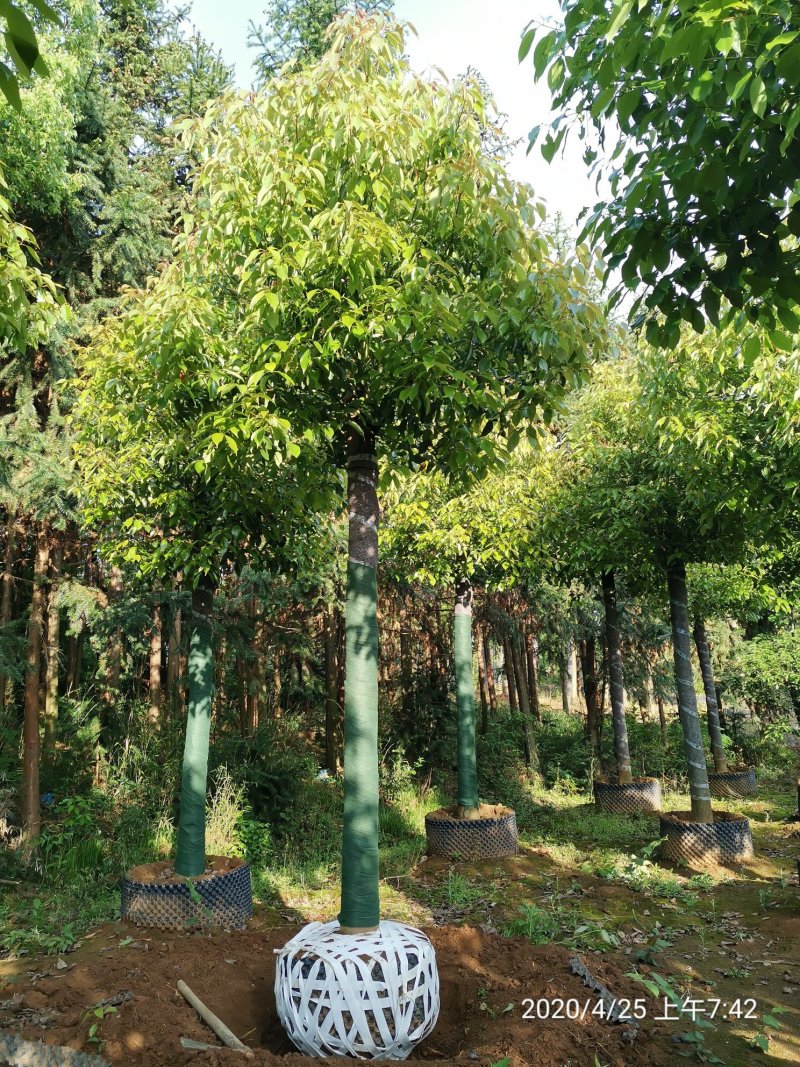 1520容器围苗截杆发帽香樟湖南益阳绿青苗木苗圃直供
