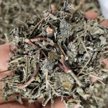 野生溪黄草茶粗梗大叶溪黄茶