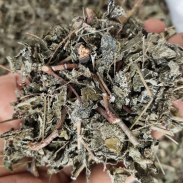 野生溪黄草茶粗梗大叶溪黄茶