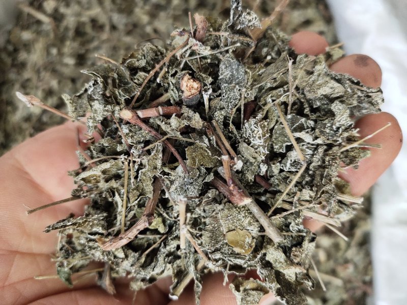 野生溪黄草茶粗梗大叶溪黄茶