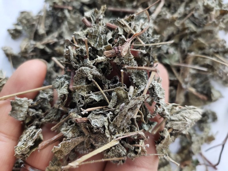 野生溪黄草茶粗梗大叶溪黄茶