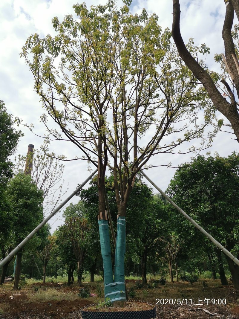 25-30容器围苗香樟袋苗湖南益阳绿青苗木自家苗圃直供