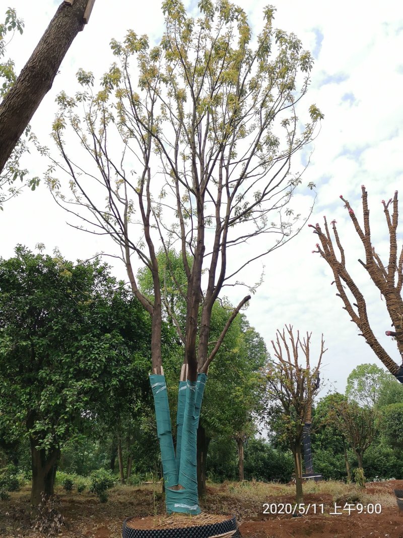 25-30容器围苗香樟袋苗湖南益阳绿青苗木自家苗圃直供