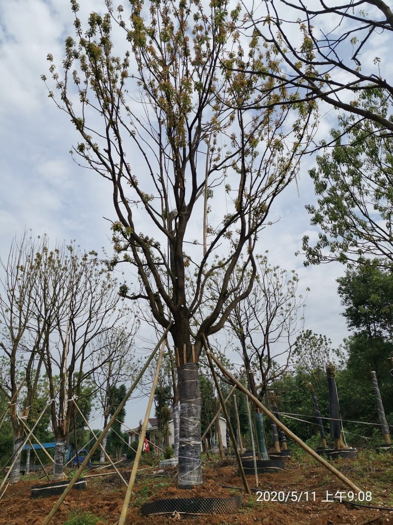 25-30容器围苗香樟袋苗湖南益阳绿青苗木自家苗圃直供