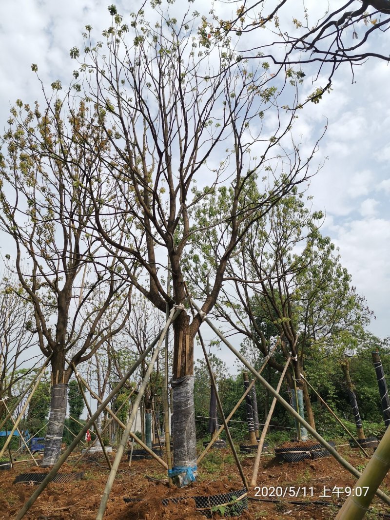 25-30容器围苗香樟袋苗湖南益阳绿青苗木自家苗圃直供
