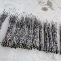 无刺嫁接枝条提供嫁接技术