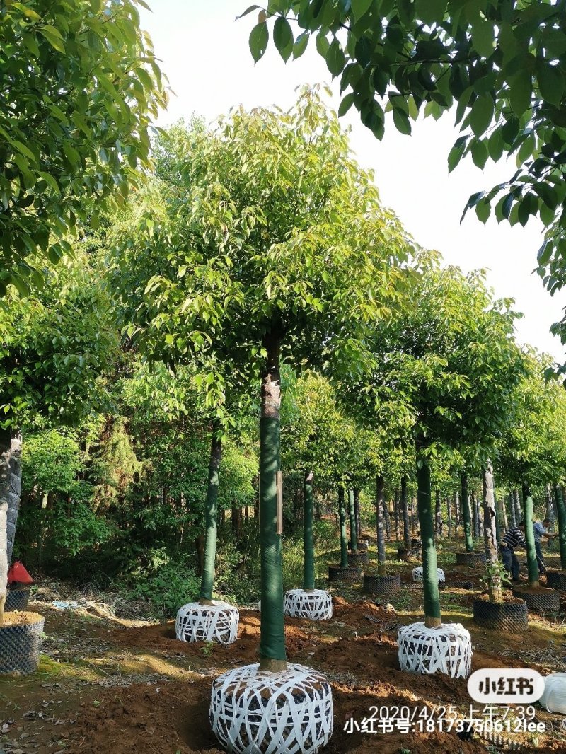 1520容器袋苗发帽香樟湖南益阳绿青苗木