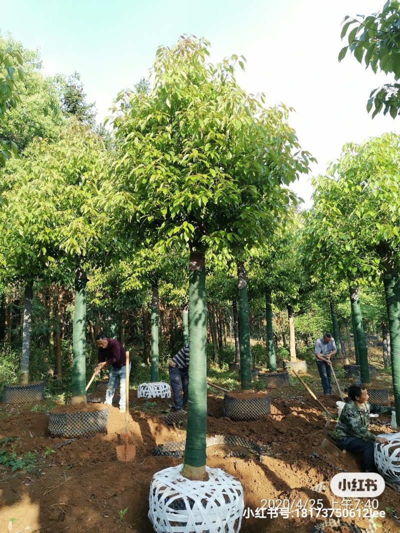 1520容器袋苗发帽香樟湖南益阳绿青苗木