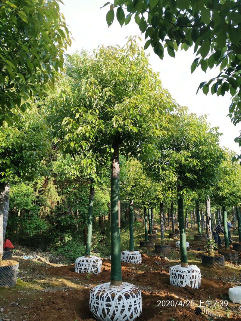 1520容器袋苗发帽香樟湖南益阳绿青苗木