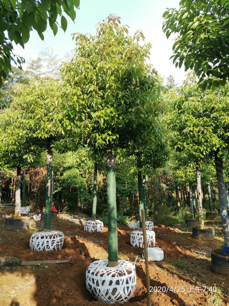 1520容器袋苗发帽香樟湖南益阳绿青苗木