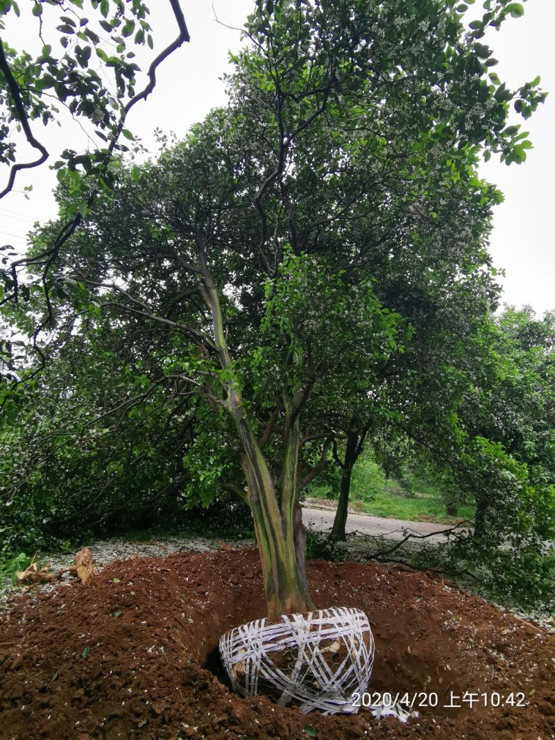 丛生香泡丛生香橼多杆香泡多杆香橼移植原生袋苗均有