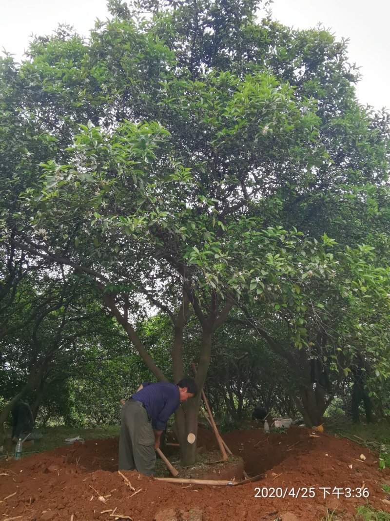 丛生香泡丛生香橼多杆香泡多杆香橼移植原生袋苗均有