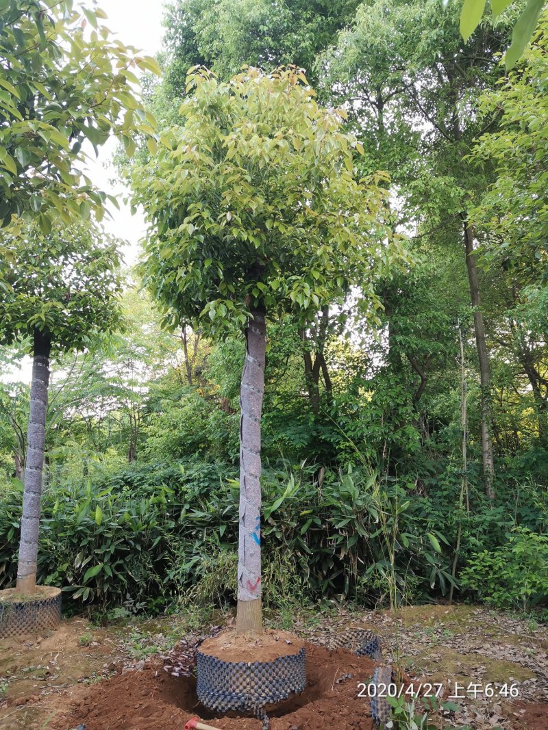 16-20容器发帽香樟袋苗湖南益阳绿青苗木苗圃直供