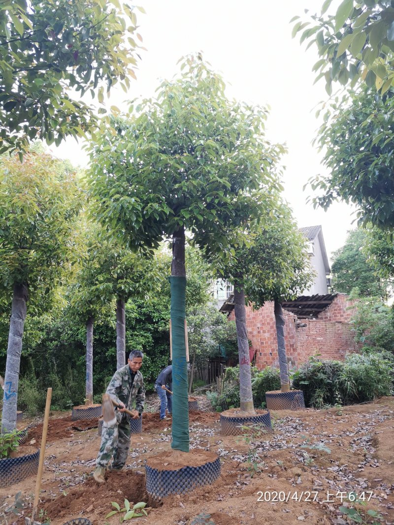 16-20容器发帽香樟袋苗湖南益阳绿青苗木苗圃直供