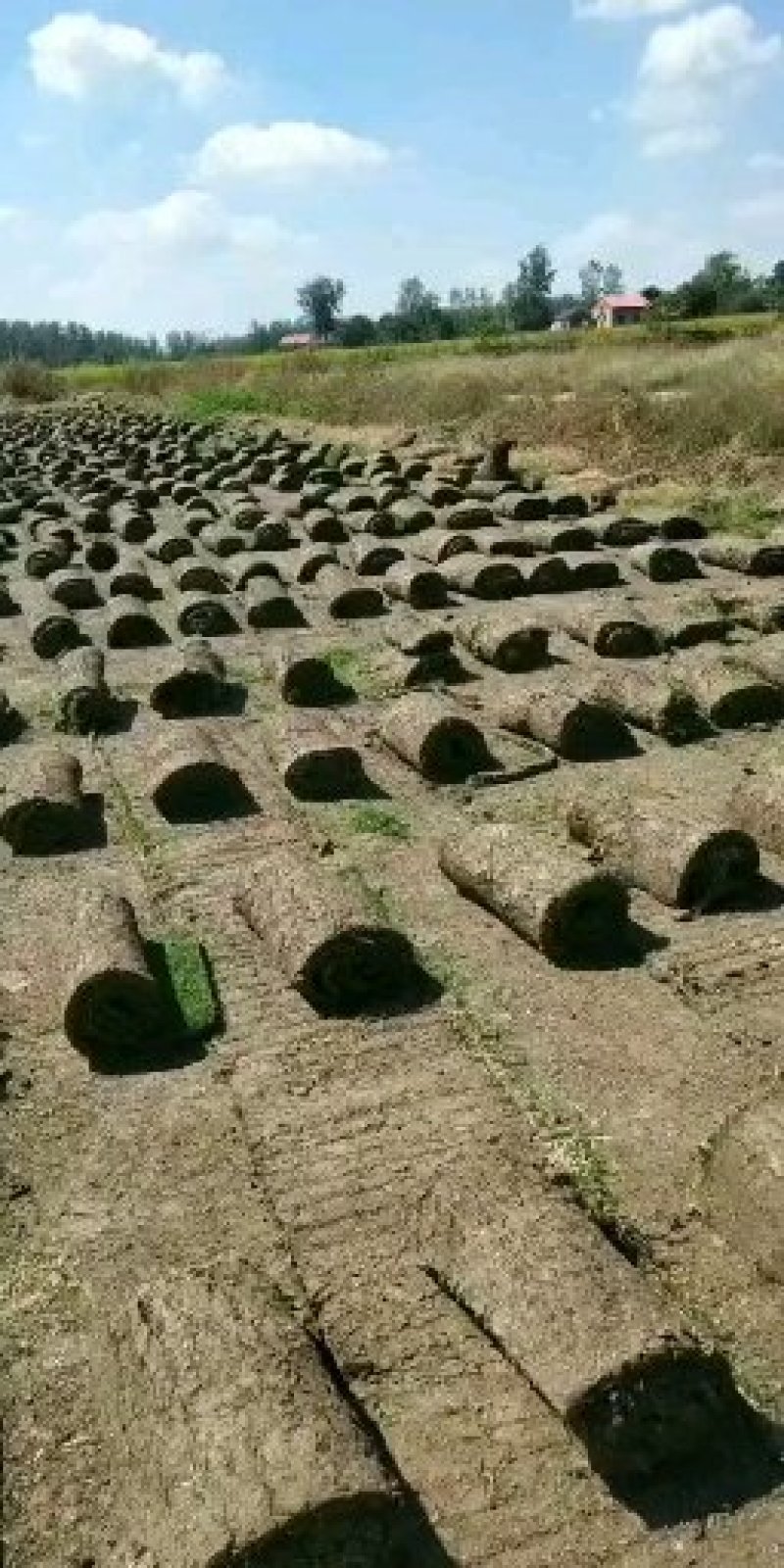 精品百慕大