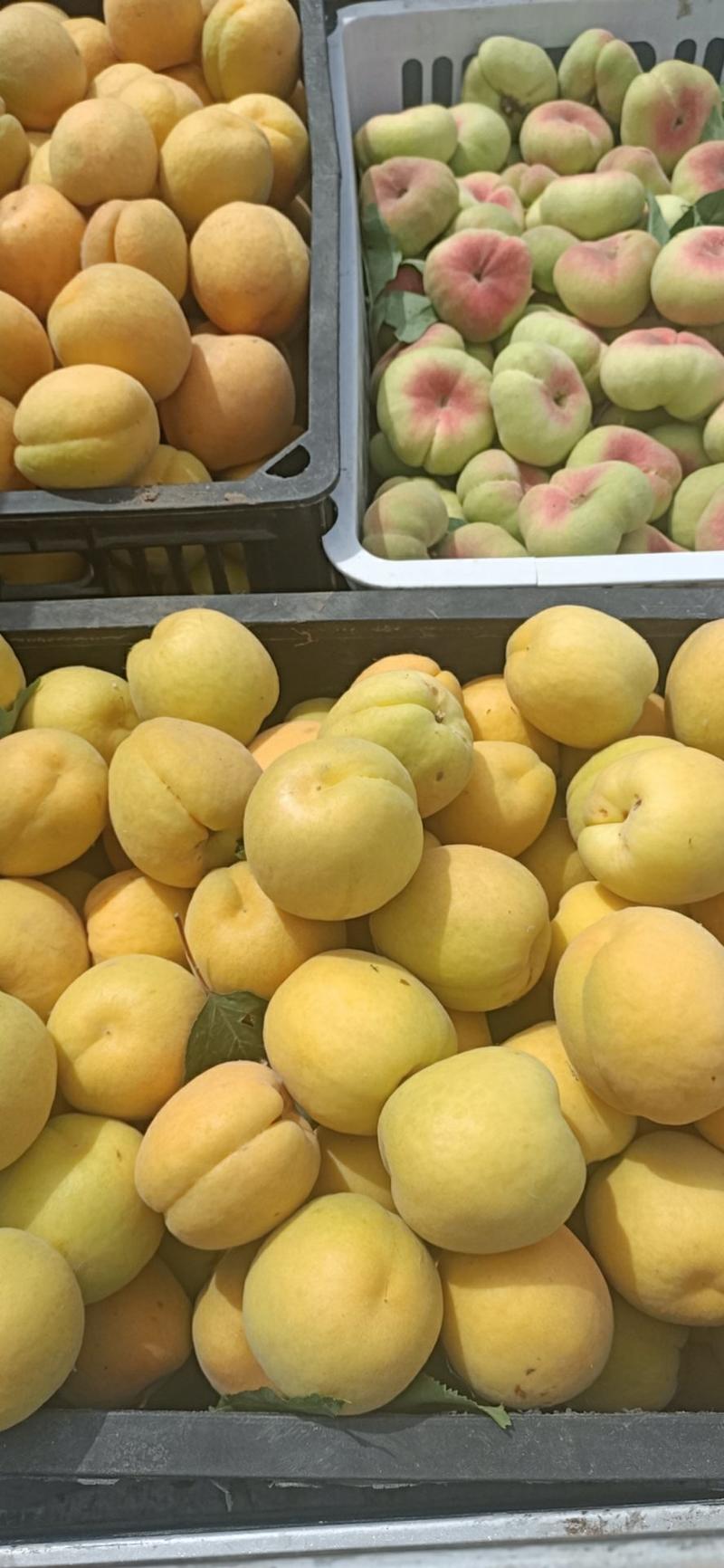 凯特杏个头大，囗感香甜，万亩杏园，大量供应，全国发货