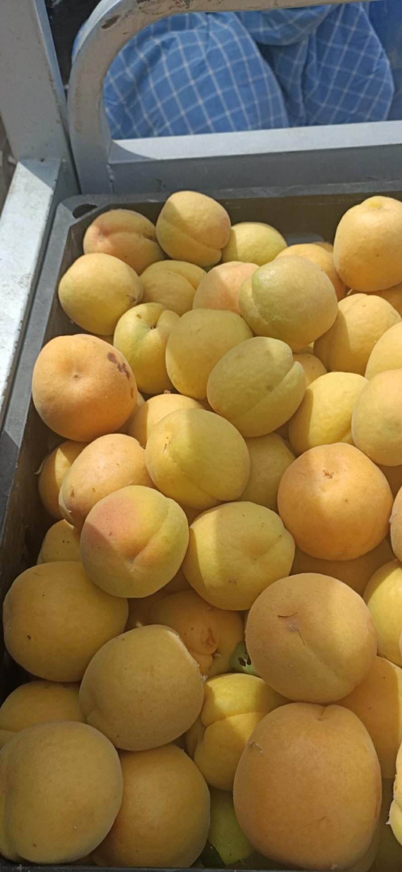 凯特杏个头大，囗感香甜，万亩杏园，大量供应，全国发货