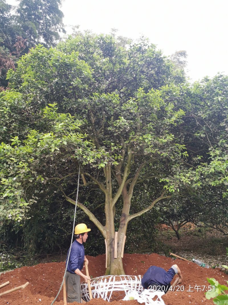 丛生香泡丛生香橼移植原生袋苗均有质量保证