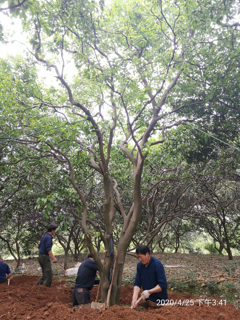 丛生香泡丛生香橼移植原生袋苗均有质量保证