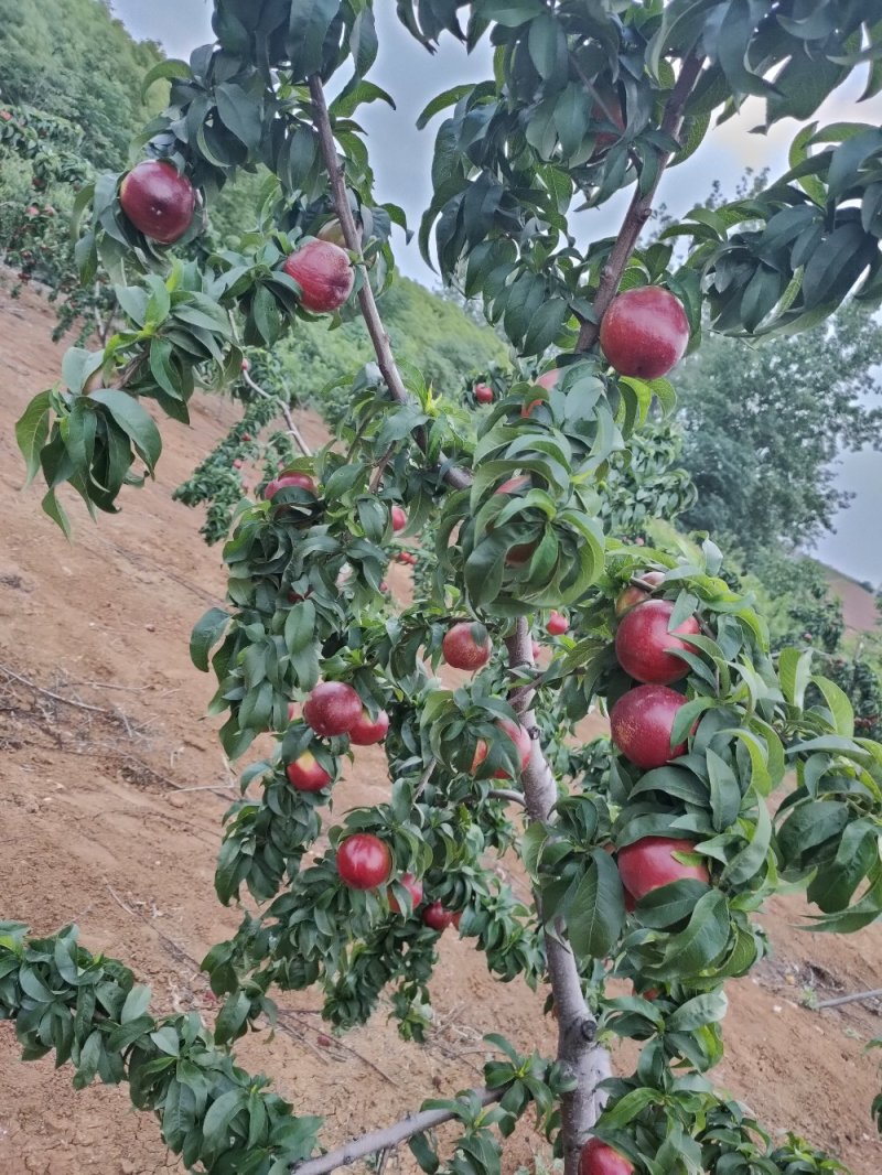 油桃