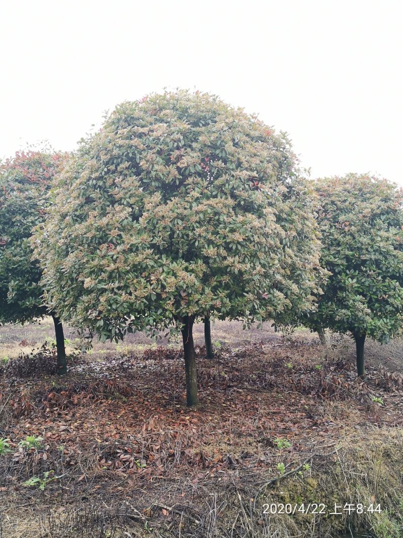 矮分枝10-15红叶石楠移栽苗苗圃直供